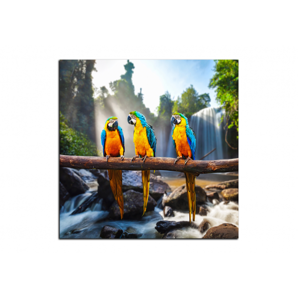 Obraz na plátně - Modro žluté Macaw - čtverec